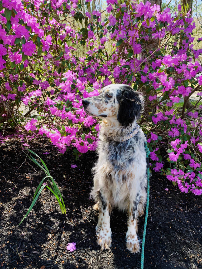 Harper, an English Setter tested with EmbarkVet.com