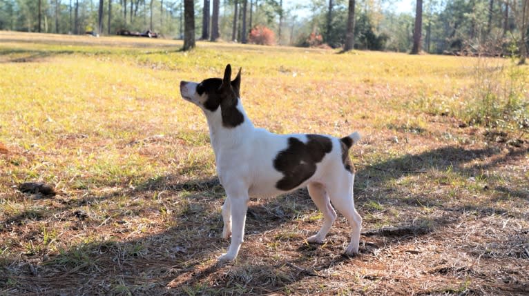 Timberlane Charlee, a Russell-type Terrier and Rat Terrier mix tested with EmbarkVet.com