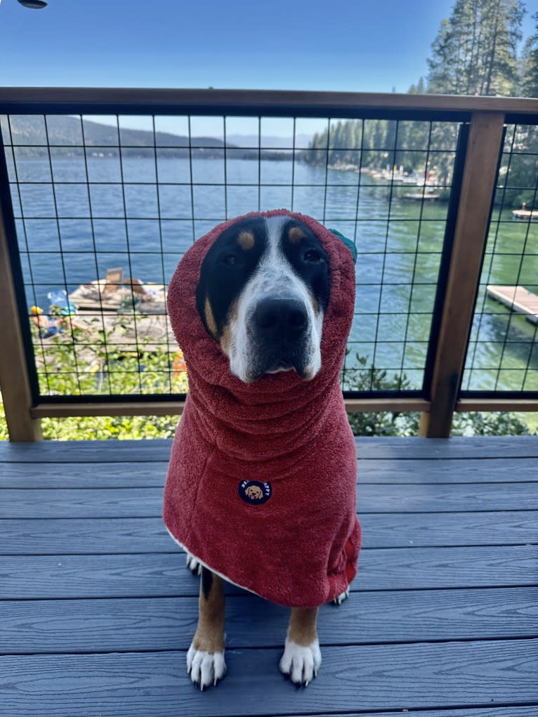Jojo, a Greater Swiss Mountain Dog tested with EmbarkVet.com