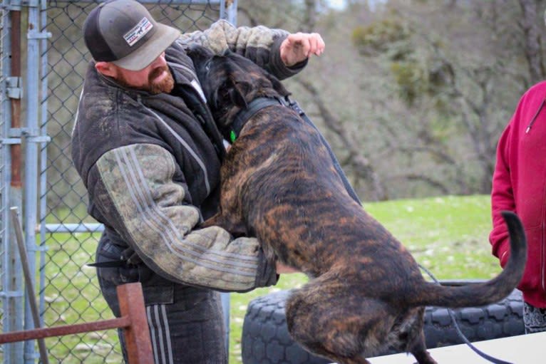 Static, a Dutch Shepherd tested with EmbarkVet.com