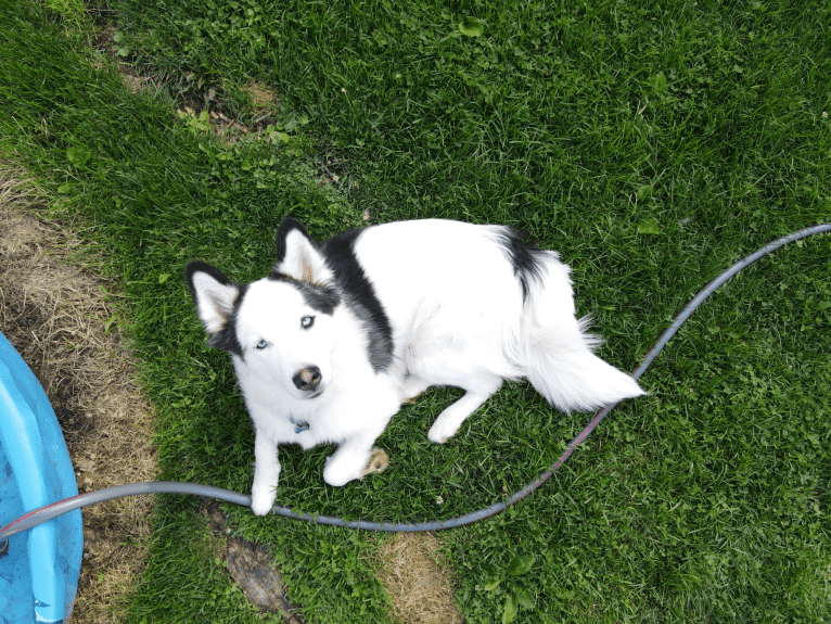 Suki, a Yakutian Laika tested with EmbarkVet.com