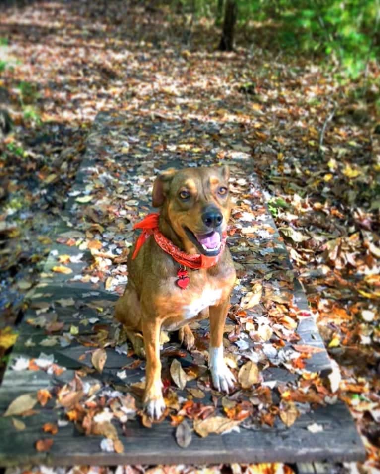 Luna, an American Staffordshire Terrier and Boxer mix tested with EmbarkVet.com