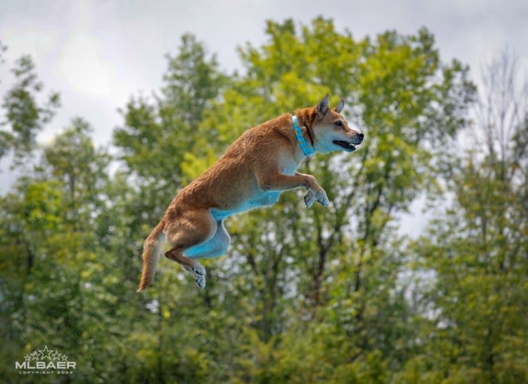 Tirzah, a Carolina Dog tested with EmbarkVet.com