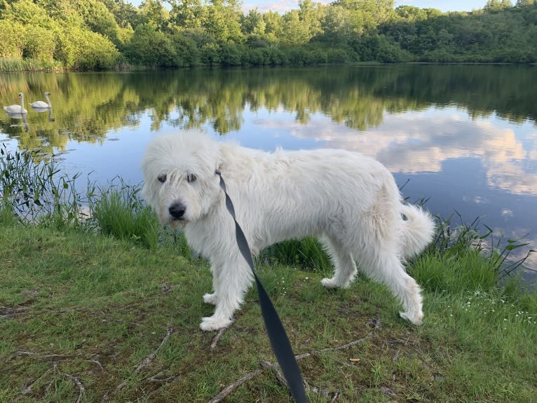 Phinehas, a Great Pyrenees and Komondor mix tested with EmbarkVet.com