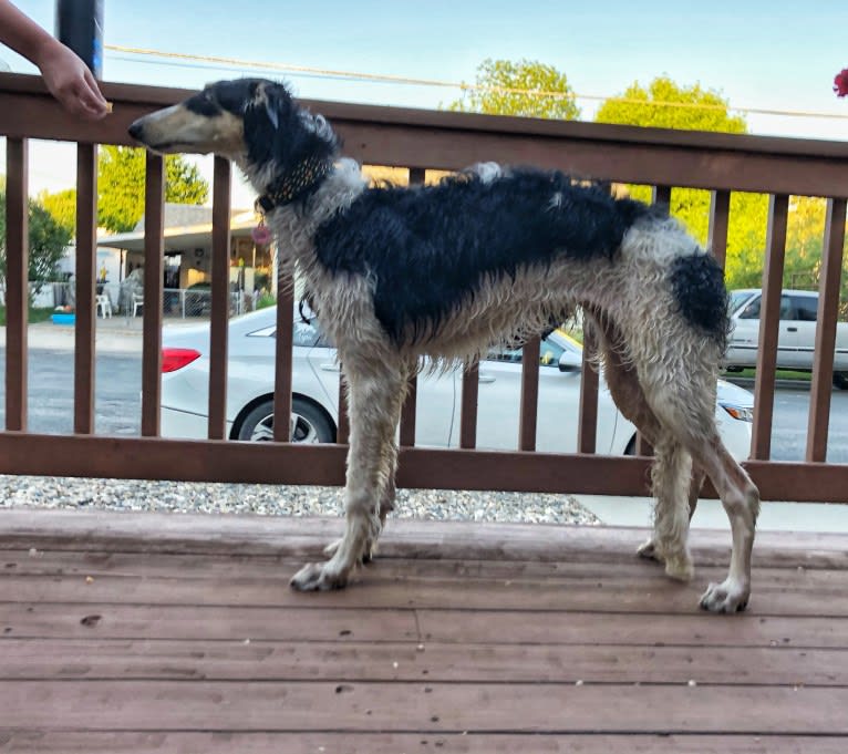 Lyra, a Borzoi tested with EmbarkVet.com