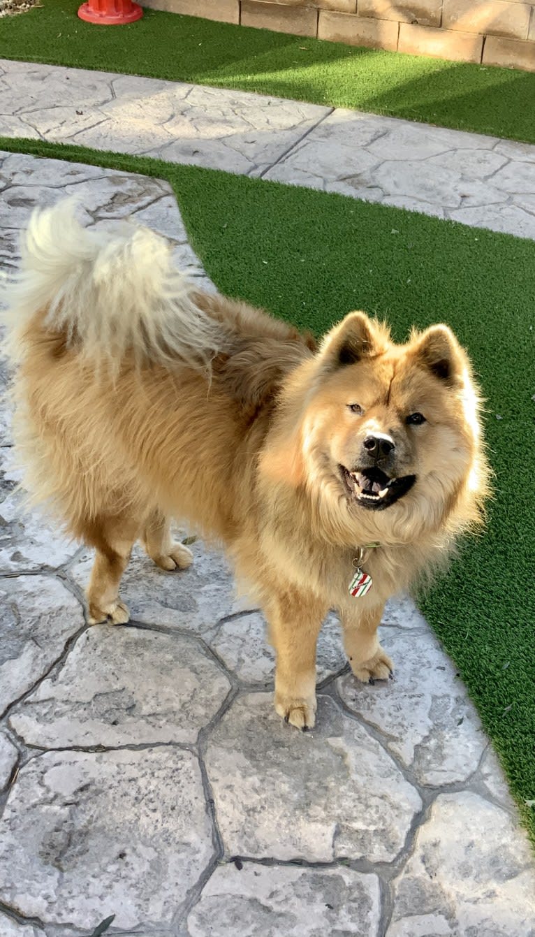 Satchmo, a Chow Chow tested with EmbarkVet.com