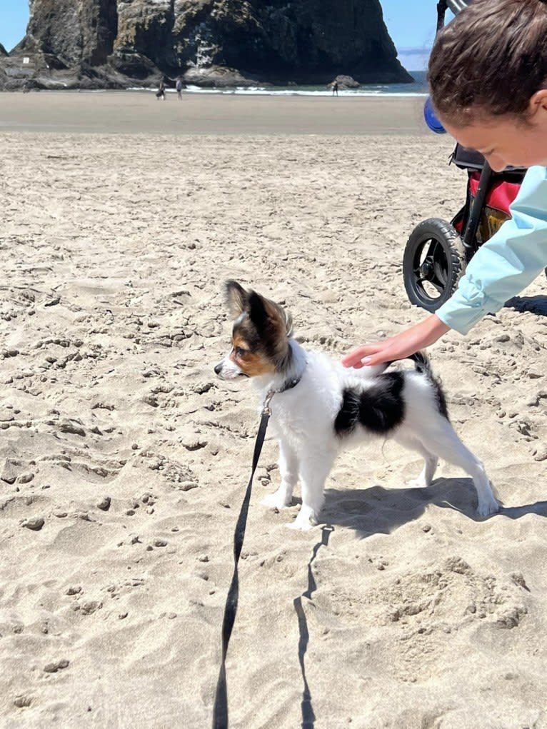 Cowboy, a Papillon tested with EmbarkVet.com