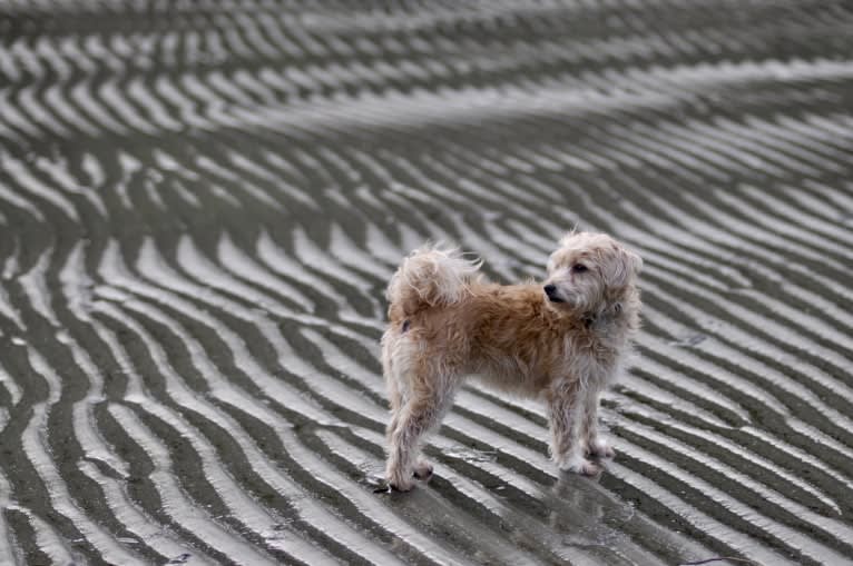 Laika, a Shih Tzu and Yorkshire Terrier mix tested with EmbarkVet.com