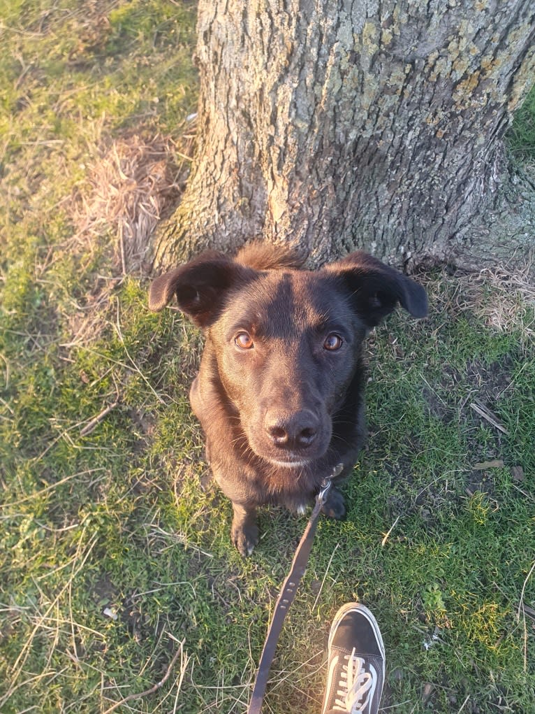 Moos, an Eastern European Village Dog tested with EmbarkVet.com