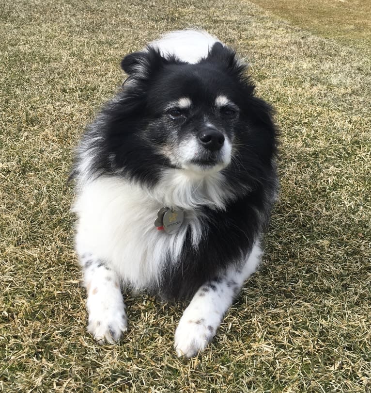 Piper, an American Eskimo Dog and Pomeranian mix tested with EmbarkVet.com