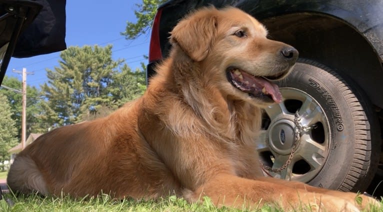 Timber “Gross Manor’s I’ll Be The One You Won’t Forget”, a Golden Retriever tested with EmbarkVet.com
