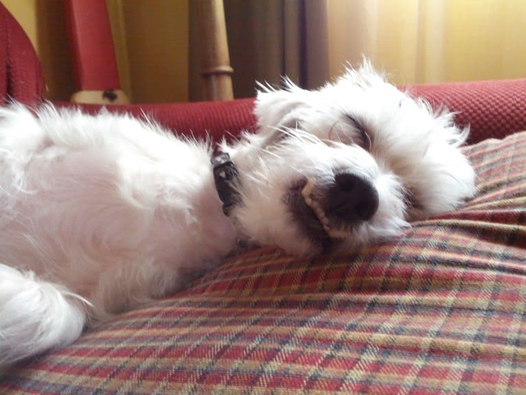 Sammy, a Poodle (Small) and Miniature Schnauzer mix tested with EmbarkVet.com