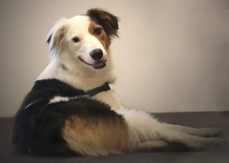 Monty, a Border Collie and Australian Cattle Dog mix tested with EmbarkVet.com