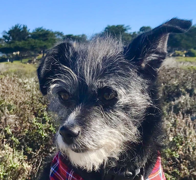 Scruffy, a Poodle (Small) and Chihuahua mix tested with EmbarkVet.com