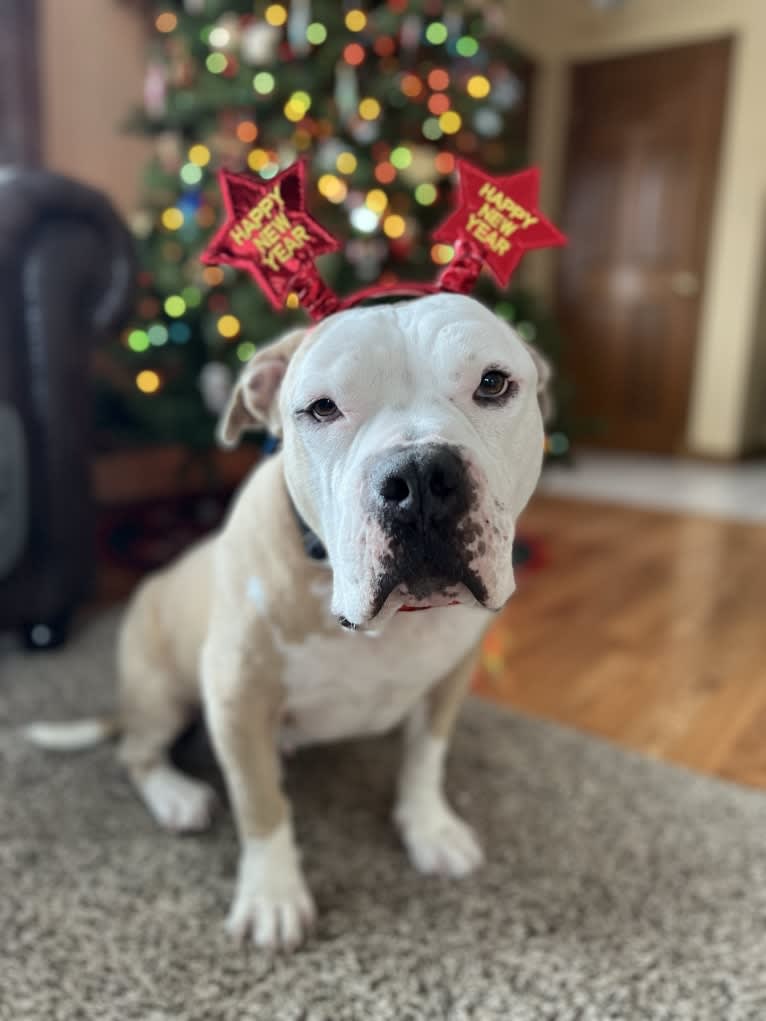 Rambo, an American Bully tested with EmbarkVet.com