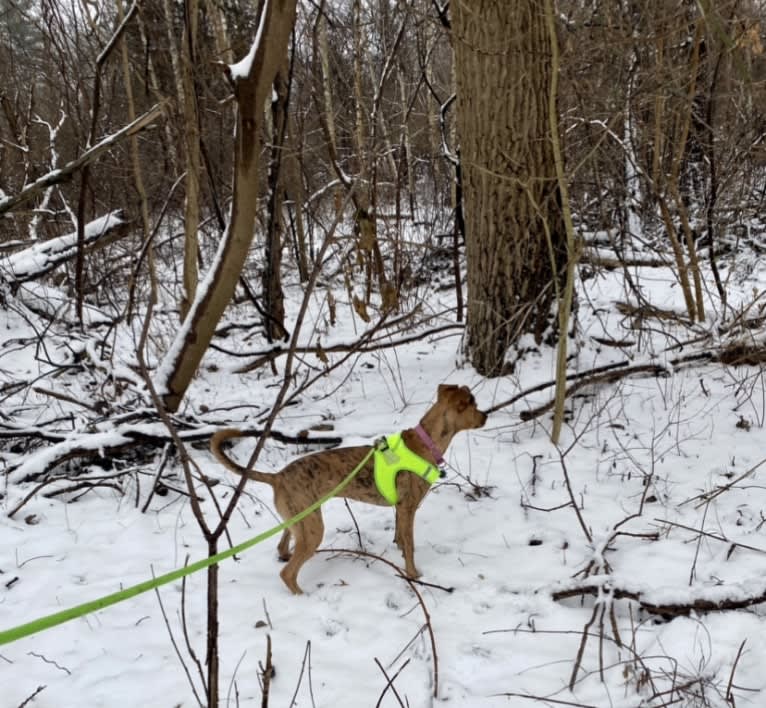 Lyza, a Catahoula Leopard Dog and American Pit Bull Terrier mix tested with EmbarkVet.com