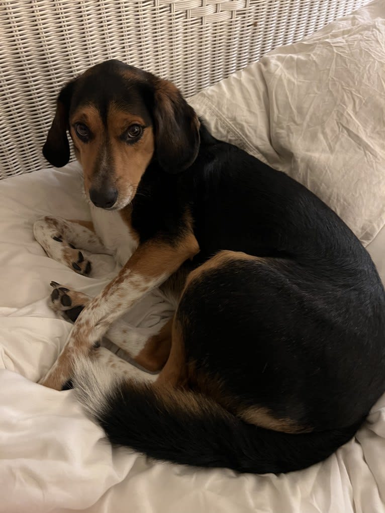 Rooney, a Beagle and Labrador Retriever mix tested with EmbarkVet.com