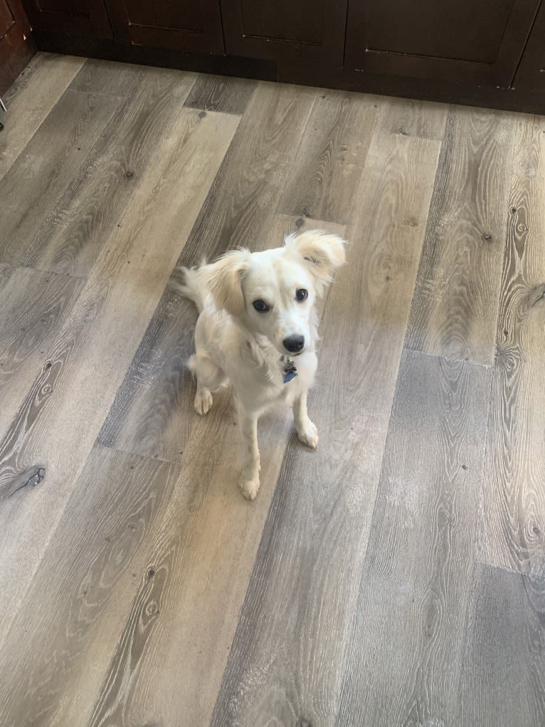 Rhea, a Chihuahua and Poodle (Small) mix tested with EmbarkVet.com