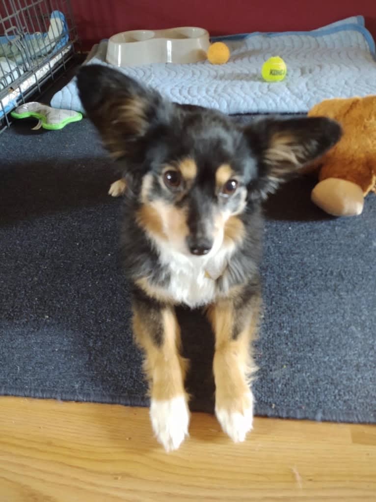 Scamp (a.k.a. Skamp), an Australian Shepherd tested with EmbarkVet.com