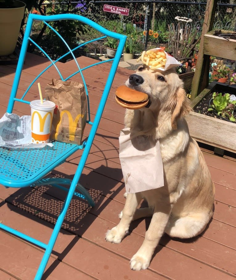 Tillie, a Newfoundland and Golden Retriever mix tested with EmbarkVet.com