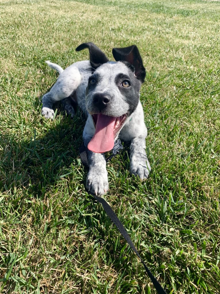 Jax, an American Pit Bull Terrier and Australian Cattle Dog mix tested with EmbarkVet.com