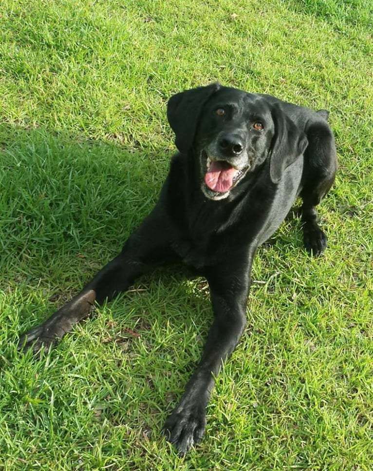 Ebon, a Labrador Retriever tested with EmbarkVet.com