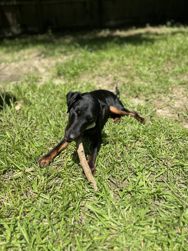 Piper, a Jagdterrier tested with EmbarkVet.com