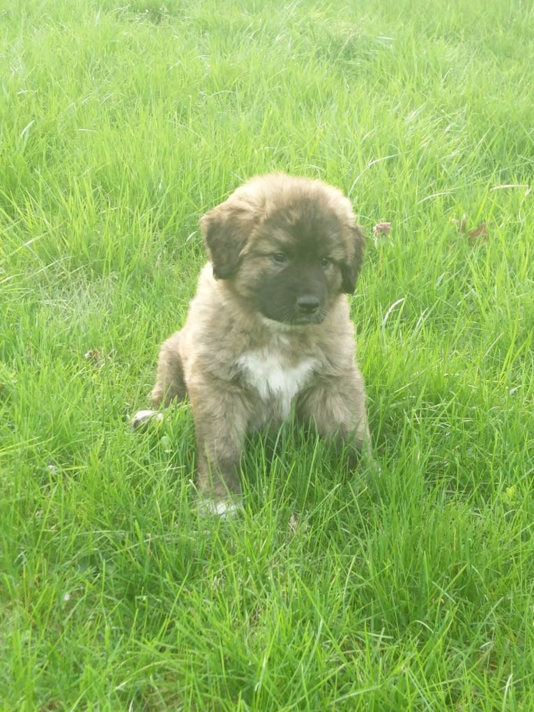 Calvin, a Maremma Sheepdog and Saint Bernard mix tested with EmbarkVet.com