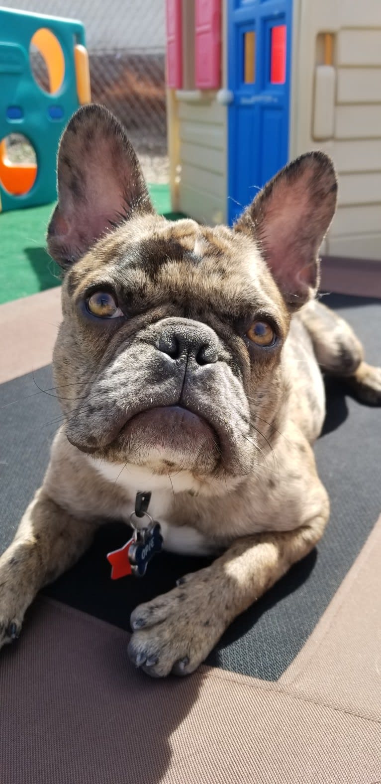 Opie, a French Bulldog tested with EmbarkVet.com