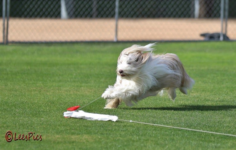 Spindrift Love Takes Wing, a Bearded Collie tested with EmbarkVet.com