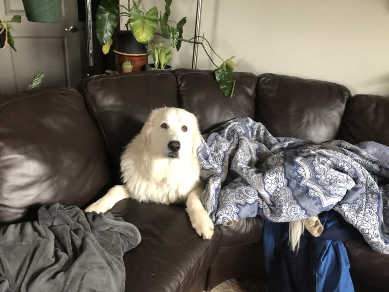 Looney “Chik’in Mini Bandit” Bear, a Great Pyrenees tested with EmbarkVet.com