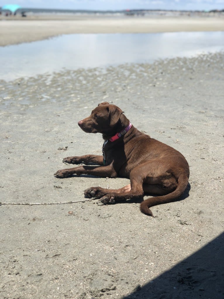 Dany, an American Pit Bull Terrier and Labrador Retriever mix tested with EmbarkVet.com