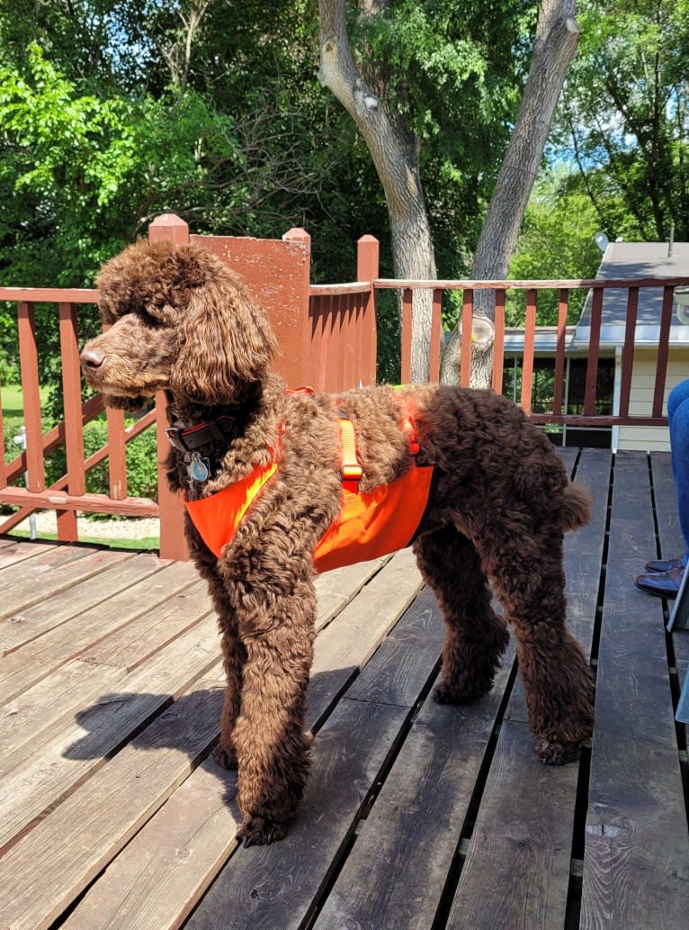 Dewy, a Poodle (Standard) tested with EmbarkVet.com