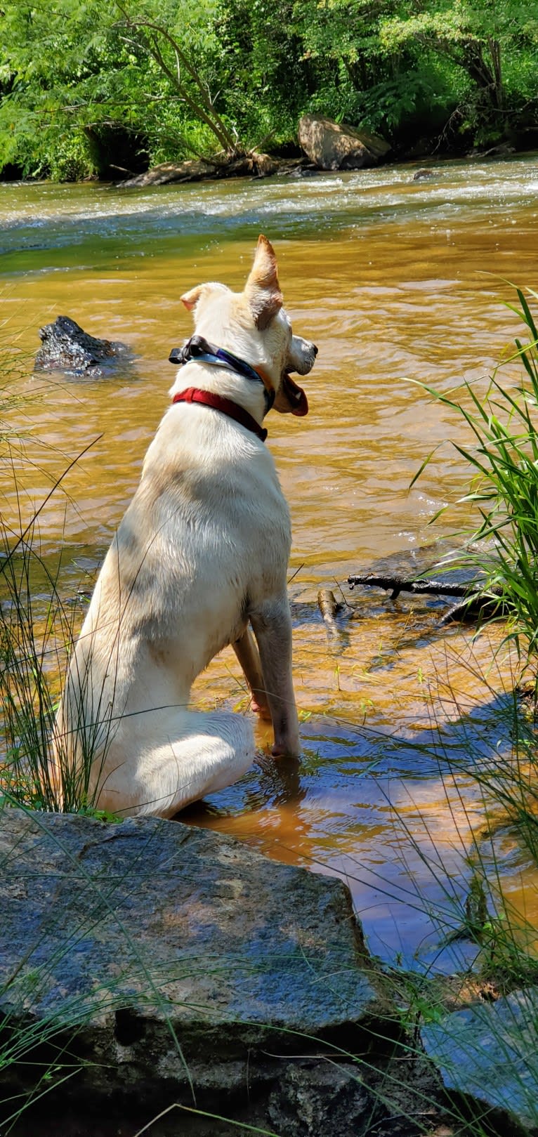 Ruger, a German Shepherd Dog and Labrador Retriever mix tested with EmbarkVet.com