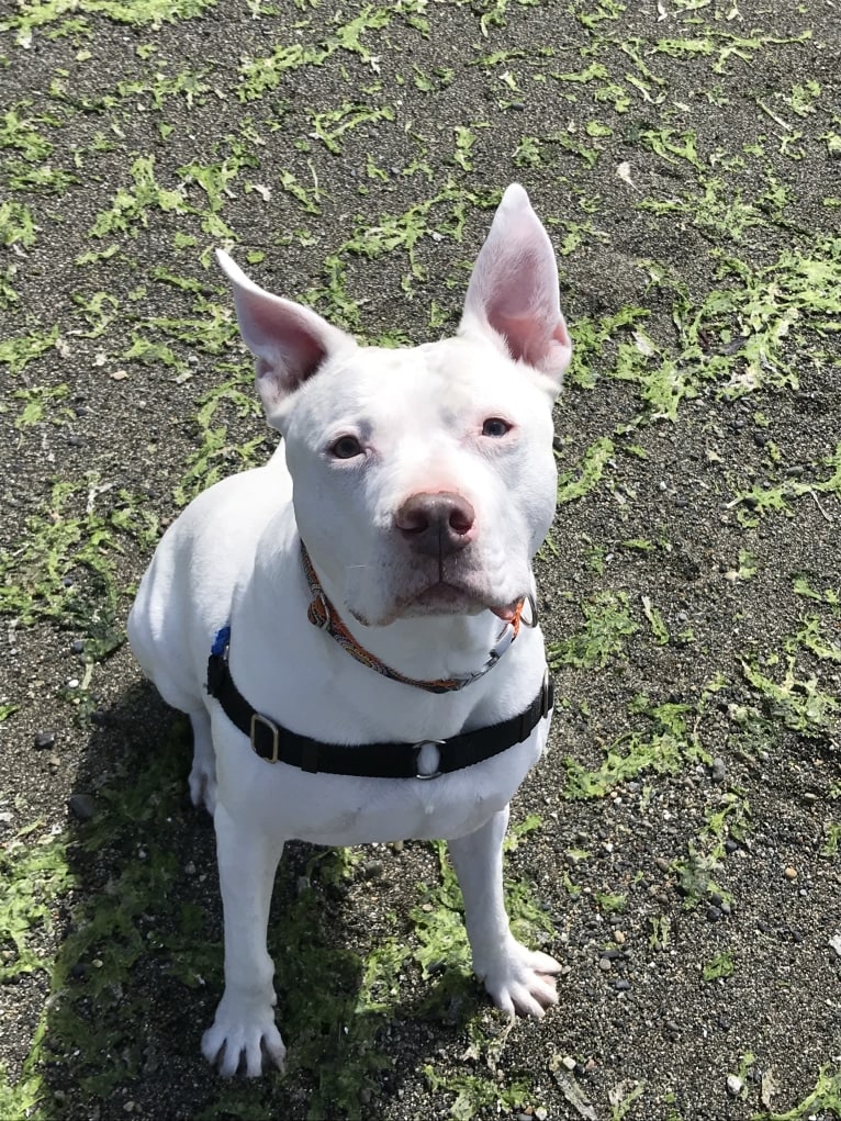 Otis, an American Pit Bull Terrier tested with EmbarkVet.com
