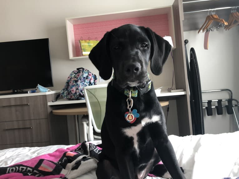 Huck, a German Shorthaired Pointer and Golden Retriever mix tested with EmbarkVet.com