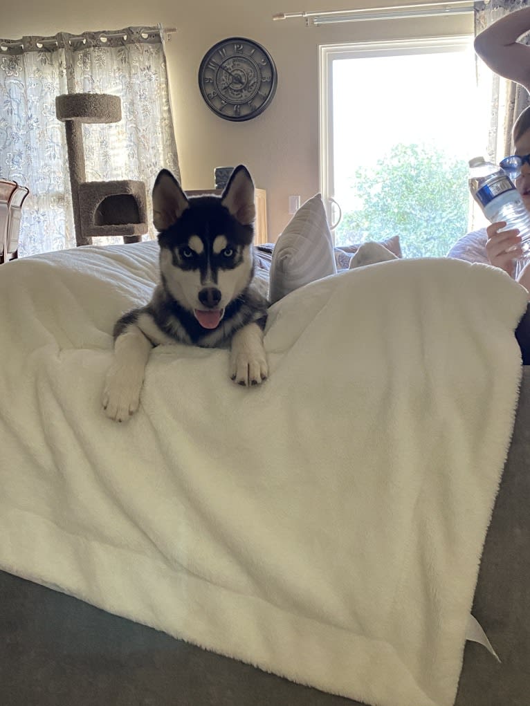 Shasta, a Siberian Husky tested with EmbarkVet.com