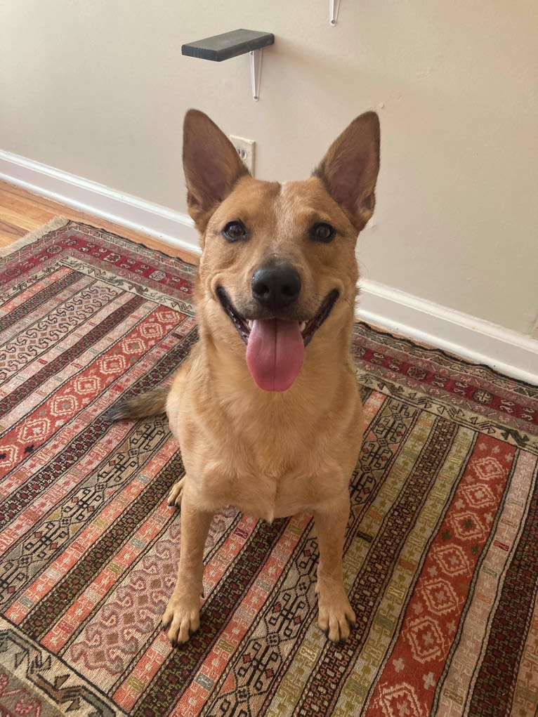 Melvin, an Australian Cattle Dog tested with EmbarkVet.com