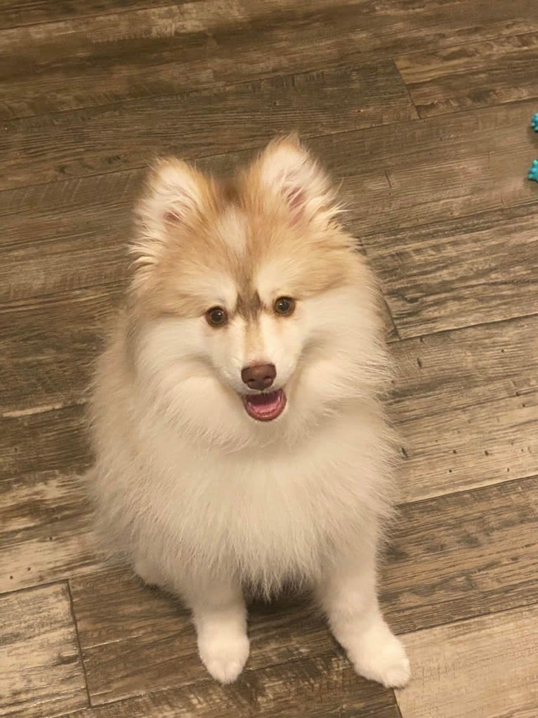Winnie, a Pomsky tested with EmbarkVet.com