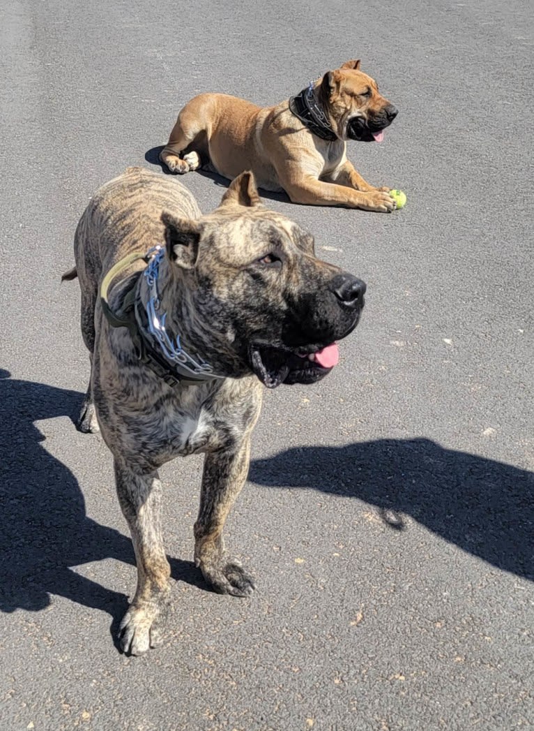 Ashrik, a Perro de Presa Canario tested with EmbarkVet.com