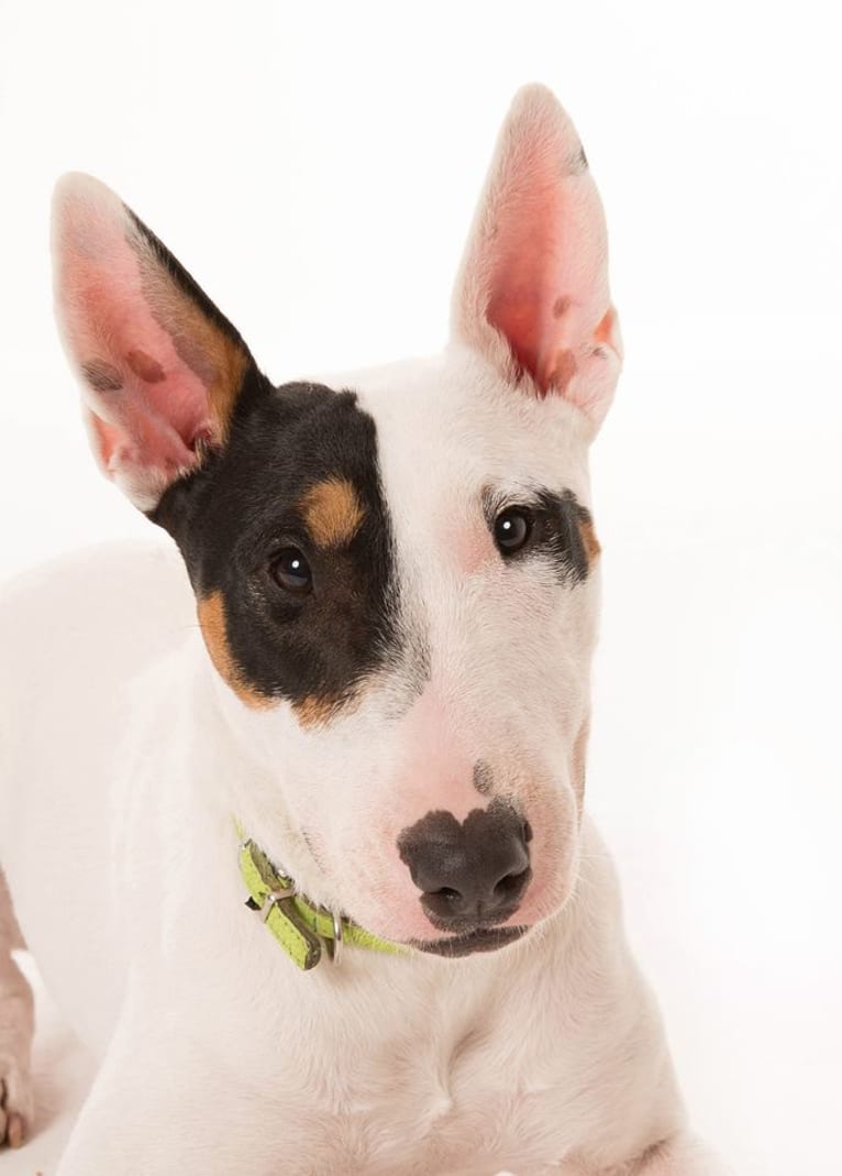 Ricki Rockstar, a Bull Terrier tested with EmbarkVet.com