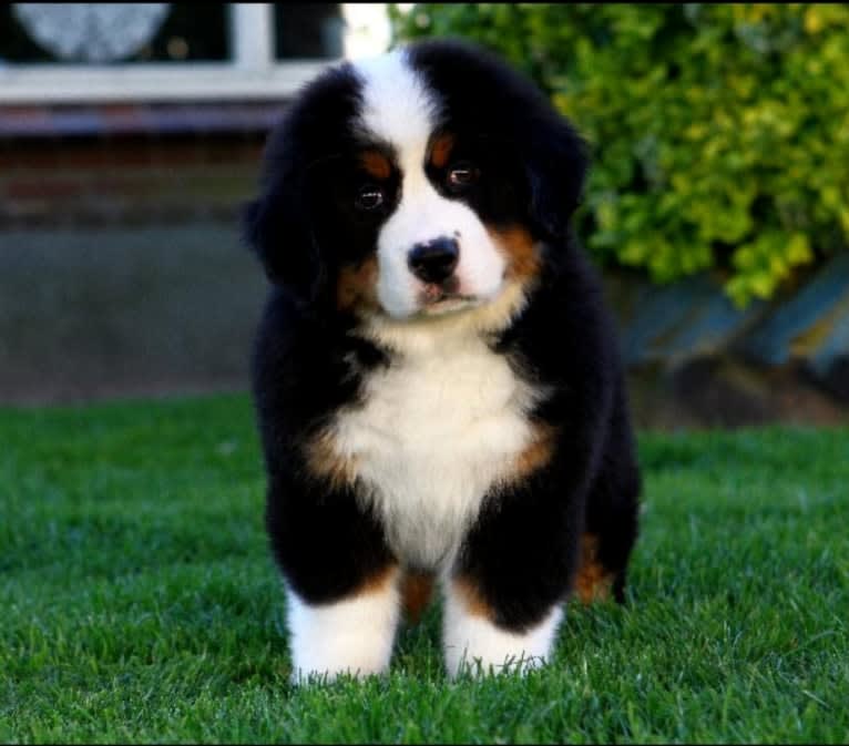 Lexi, a Bernese Mountain Dog tested with EmbarkVet.com