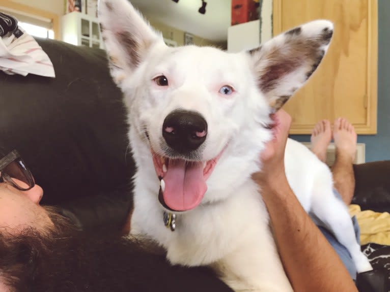 Finn, an Australian Cattle Dog and Australian Shepherd mix tested with EmbarkVet.com