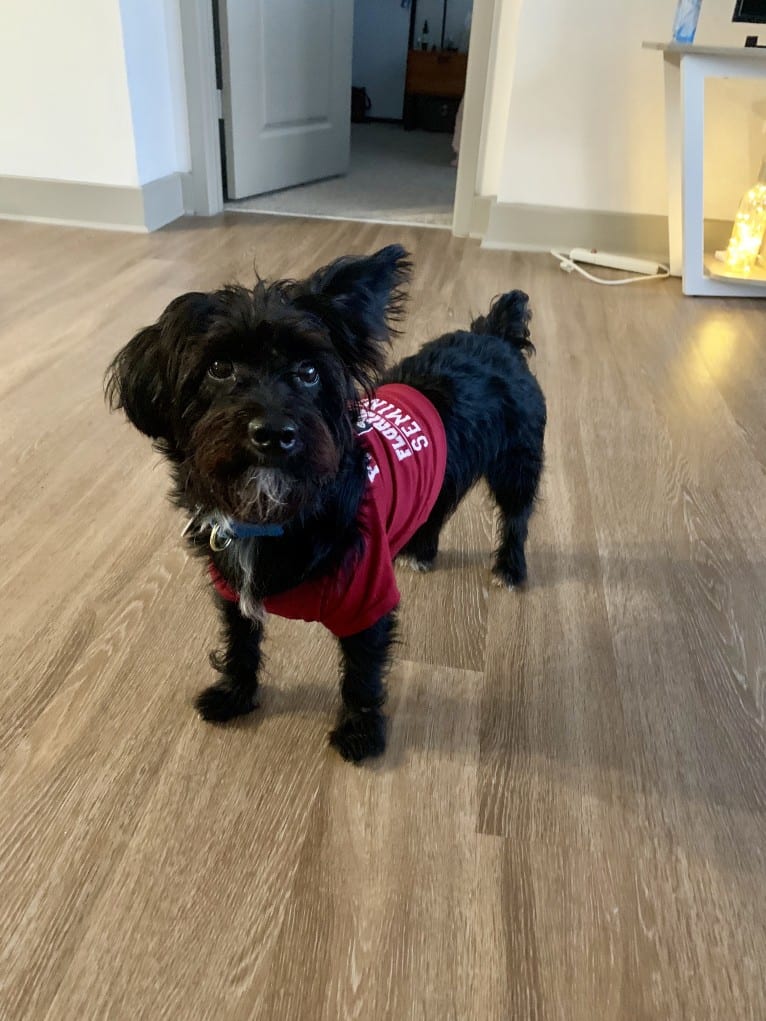 Brody, a Yorkshire Terrier and Poodle (Small) mix tested with EmbarkVet.com