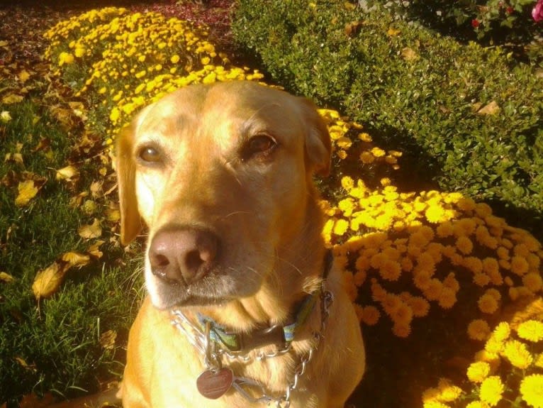 Sadie, a Labrador Retriever and American Bulldog mix tested with EmbarkVet.com