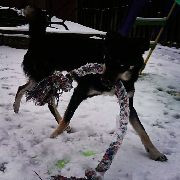 Diesel, a Border Collie and Siberian Husky mix tested with EmbarkVet.com