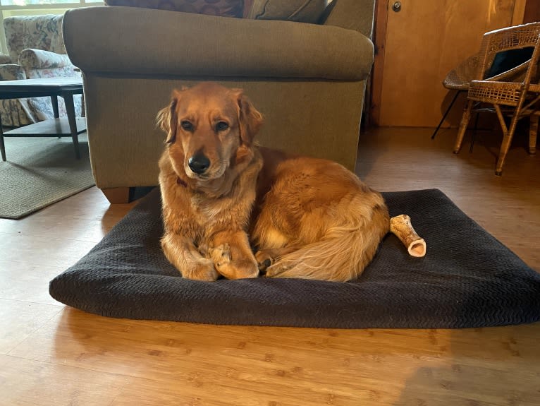 Arlo, a Rottweiler and German Shepherd Dog mix tested with EmbarkVet.com