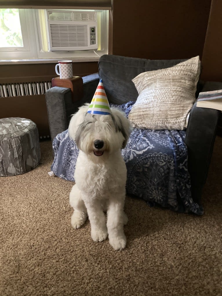 Indy, an Old English Sheepdog tested with EmbarkVet.com