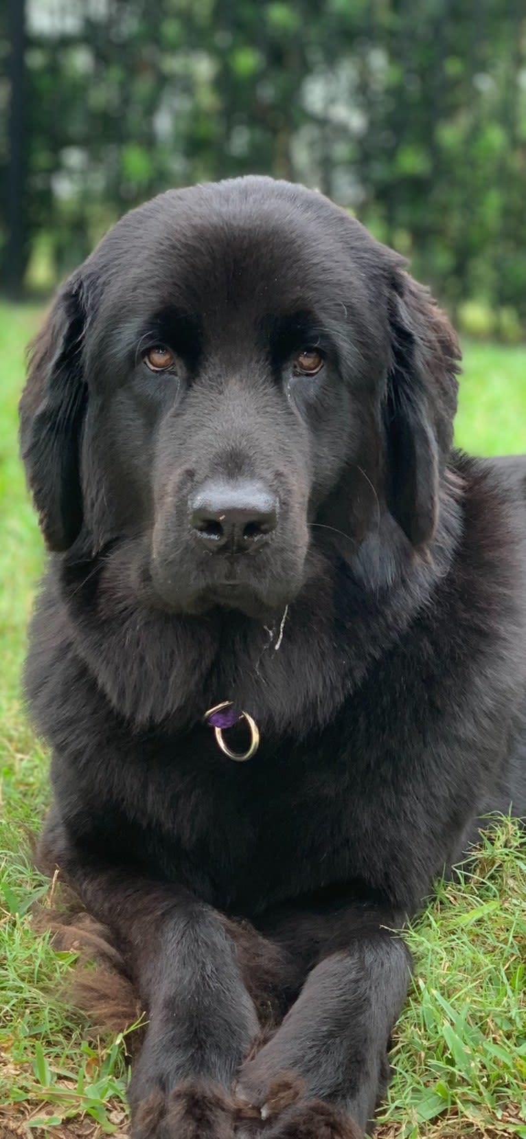 paisley patton, a Newfoundland tested with EmbarkVet.com