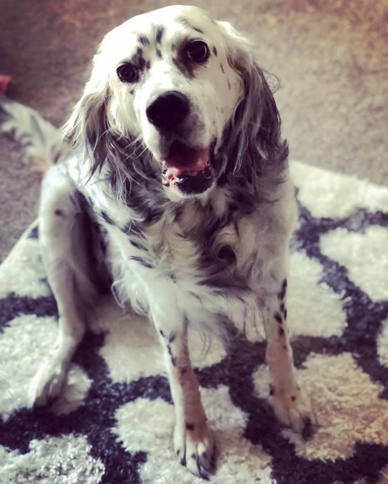 Velma, an English Setter (27.4% unresolved) tested with EmbarkVet.com